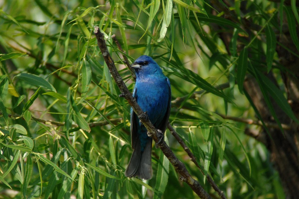 Bunting, Indigo, 2011-06061177 Cone Marsh, IA.JPG - Indigo Bunting. Cone Marsh Wildlife Area, IA, 6-6-2011